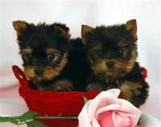 Teacup Yorke puppies for adoption contact via (johson_gray@yah