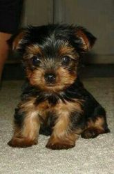  Teacup Yorkie Puppies for free!603-435-2800
